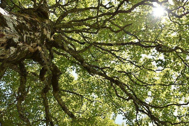 arbre celtique